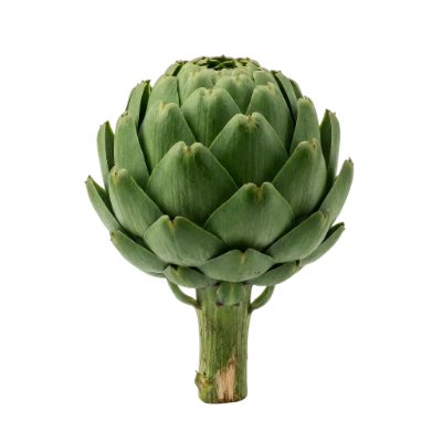 Fresh Green Artichoke