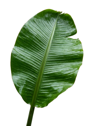 Fresh Green Banana Leaf