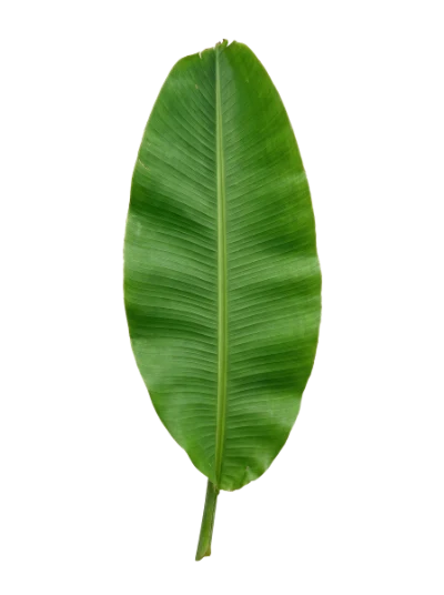 Fresh Green Banana Leaf