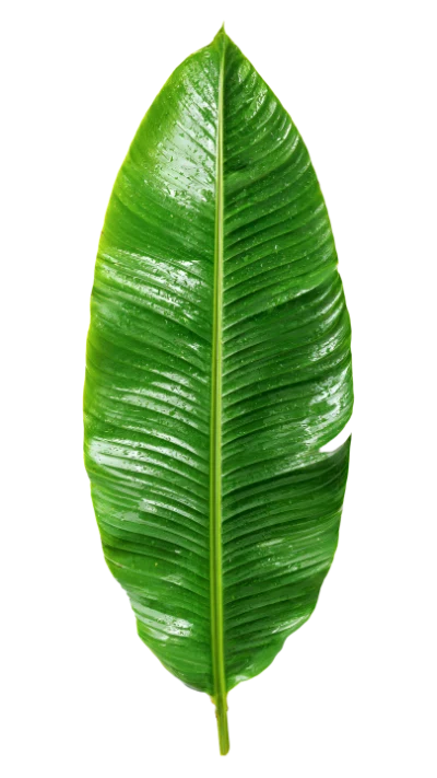 Fresh Green Banana Leaf