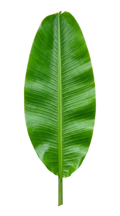 Fresh Green Banana Leaf