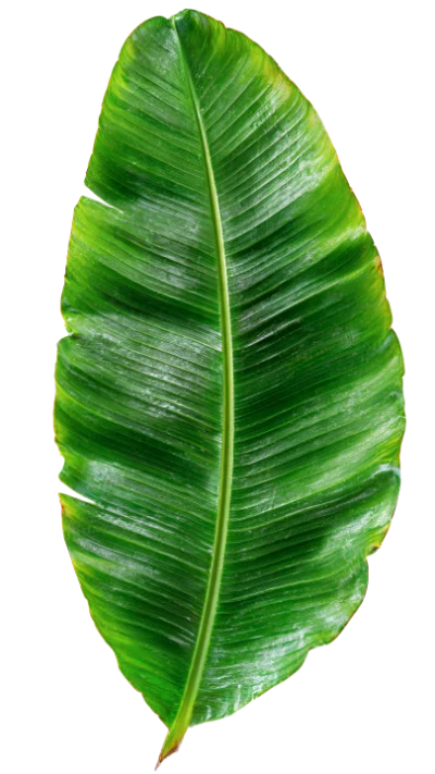 Fresh Green Banana Leaf