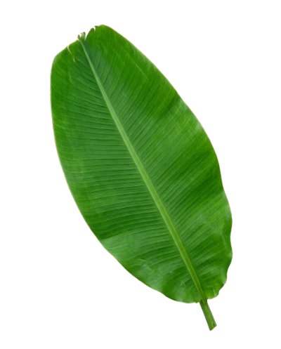 Fresh Green Banana Leaf