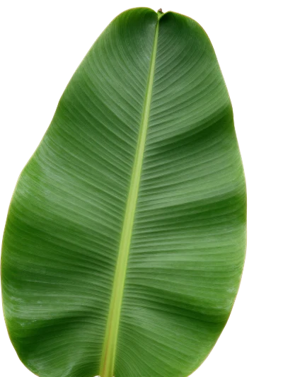 Fresh Green Banana Leaf