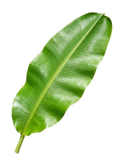 Fresh Green Banana Leaf