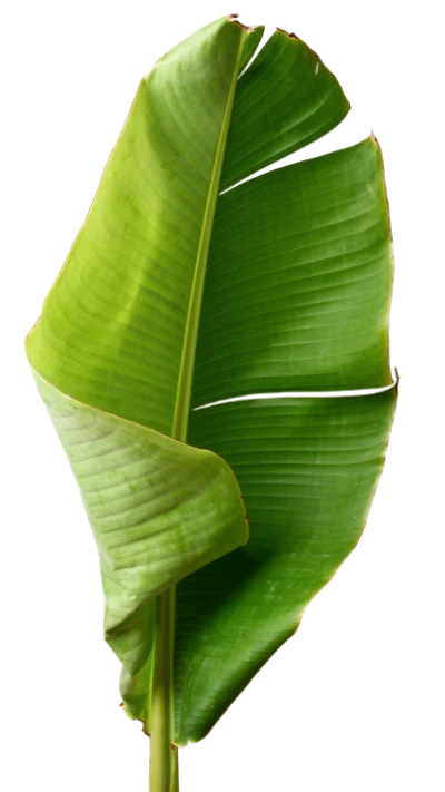 Fresh Green Banana Leaf
