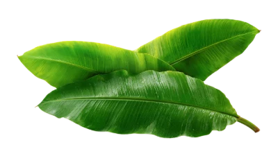Fresh Green Banana Leaves