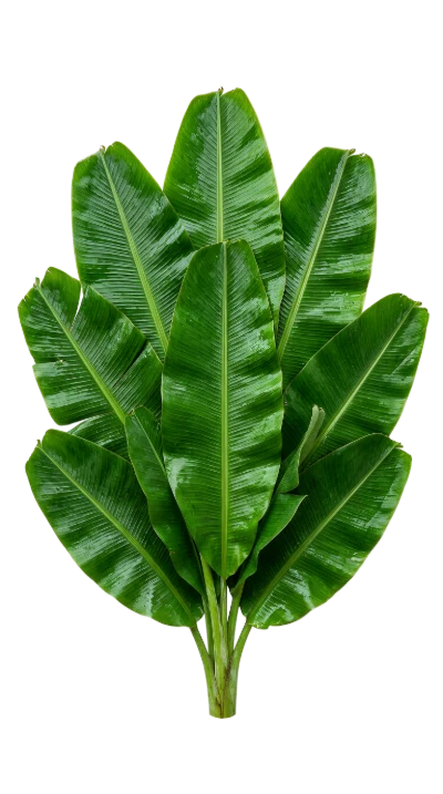 Fresh Green Banana Leaves