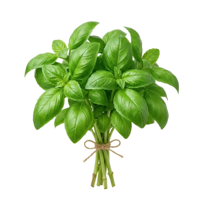 Fresh Green Basil Bunch