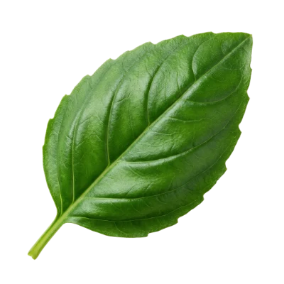 Fresh Green Basil Leaf