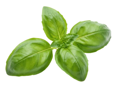 Fresh Green Basil Leaves