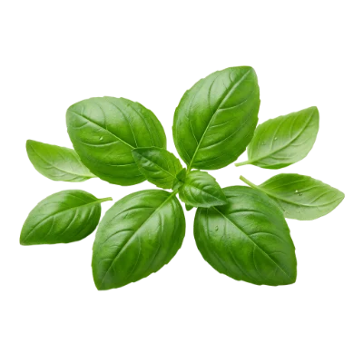 Fresh Green Basil Leaves