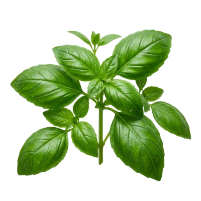 Fresh Green Basil Leaves