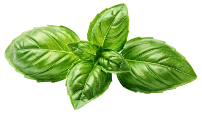 Fresh Green Basil Leaves