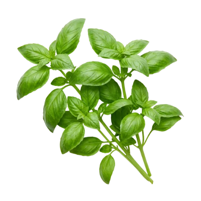 Fresh Green Basil Leaves