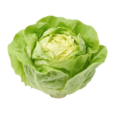Fresh Green Butter Lettuce