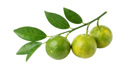 Fresh Green Calamansi Branch