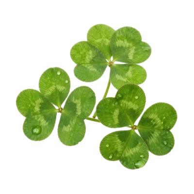 Fresh Green Clover Leaves