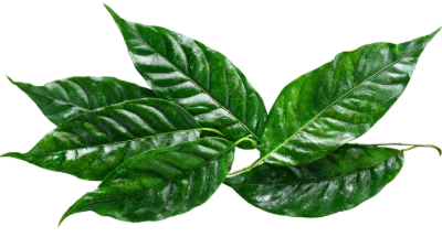 Fresh Green Coffee Leaves