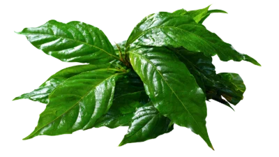 Fresh Green Coffee Leaves