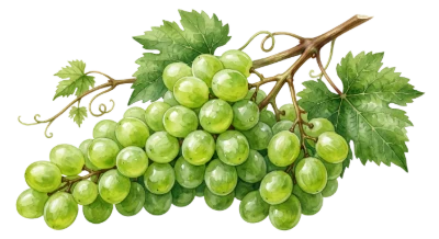 Fresh Green Grapes