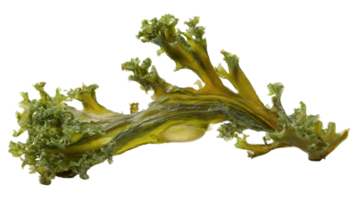 Fresh Green Kale Leaf