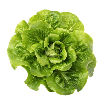 Fresh Green Lettuce
