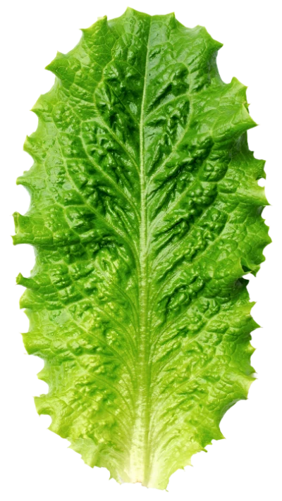 Fresh Green Lettuce Leaf