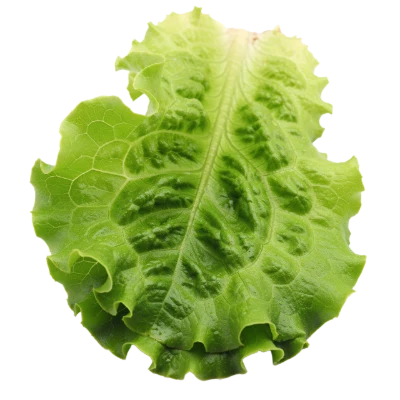 Fresh Green Lettuce Leaf