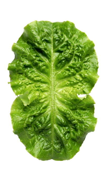 Fresh Green Lettuce Leaf