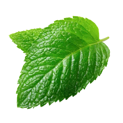 Fresh Green Mint Leaf