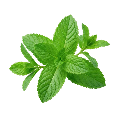 Fresh Green Mint Leaves