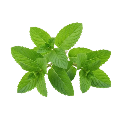 Fresh Green Mint Leaves
