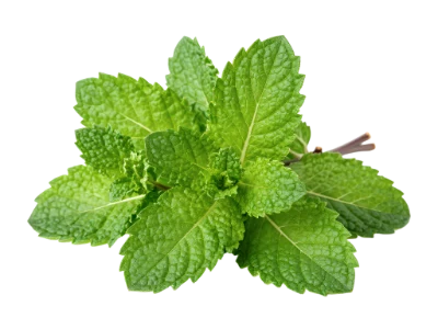 Fresh Green Mint Leaves