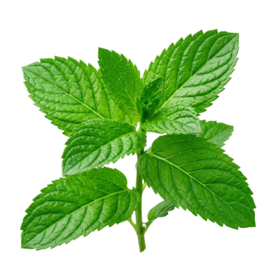 Fresh Green Mint Leaves