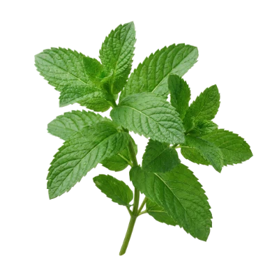 Fresh Green Mint Leaves