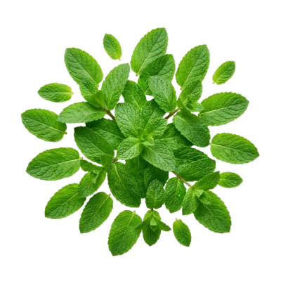 Fresh Green Mint Leaves