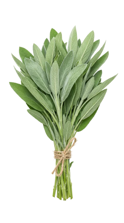 Fresh Green Sage Bundle
