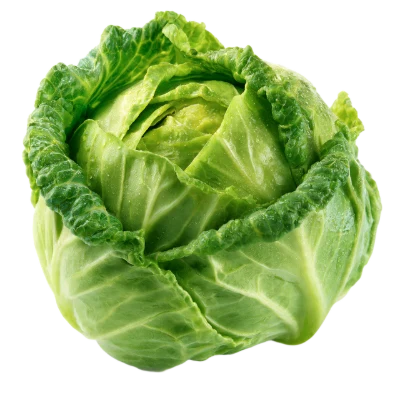 Fresh Green Savoy Cabbage