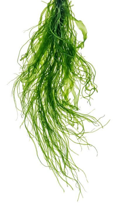 Fresh Green Seaweed