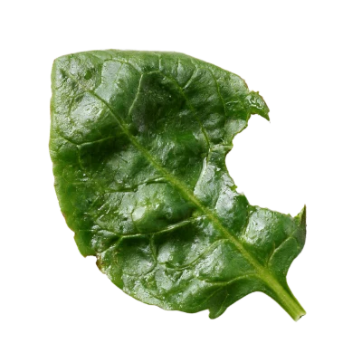 Fresh Green Spinach Leaf