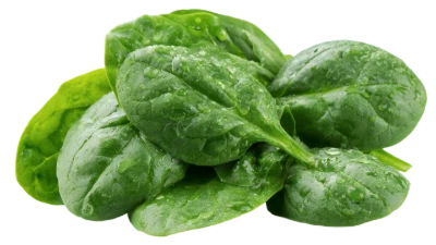 Fresh Green Spinach Leaves