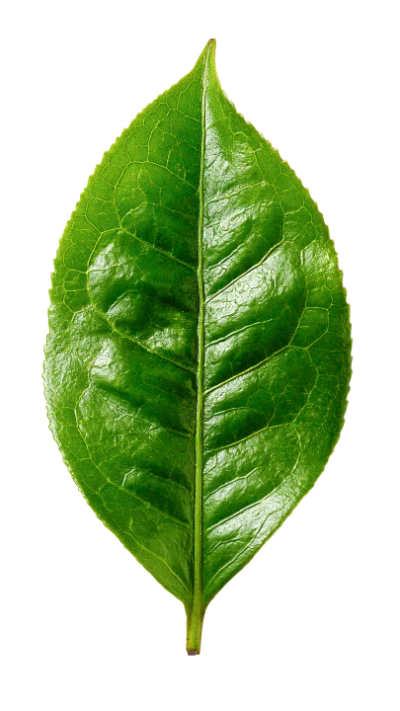 Fresh Green Tea Leaf