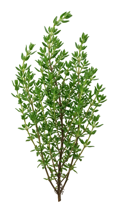 Fresh Green Thyme Herb