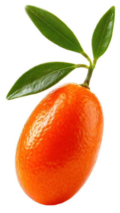 Fresh Kumquat With Leaves