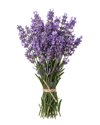 Fresh Lavender Flower Bouquet