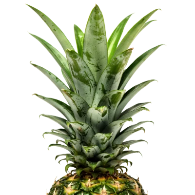 Fresh Pineapple Leaves