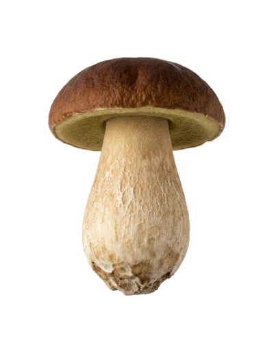 Fresh Porcini Mushroom