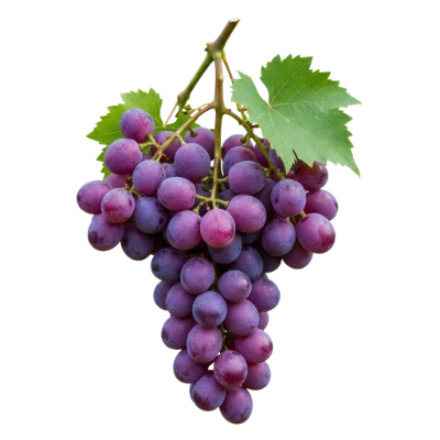 Fresh Purple Grapes