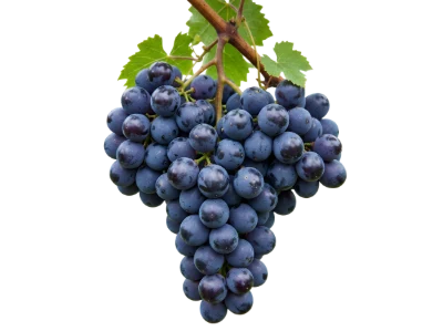 Fresh Purple Grapes Cluster